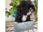 Shih-Poo Puppy for sale in Goodyear, AZ, USA