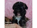 Brussels Griffon Puppy for sale in Tempe, AZ, USA