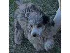 Poodle (Toy) Puppy for sale in Sanford, CO, USA