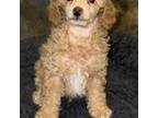 Poodle (Toy) Puppy for sale in Sanford, CO, USA