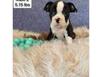 Boston Terrier Puppy for sale in Sioux Center, IA, USA