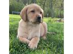 Labrador Retriever Puppy for sale in King George, VA, USA