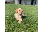 Labrador Retriever Puppy for sale in King George, VA, USA