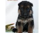 German Shepherd Dog Puppy for sale in Maricopa, AZ, USA