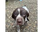 German Shorthaired Pointer Puppy for sale in Bothell, WA, USA