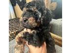 Poodle (Toy) Puppy for sale in Chowchilla, CA, USA