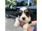 Tibetan Terrier Puppy for sale in Lake City, FL, USA