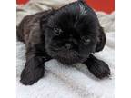 Shih Tzu Puppy for sale in Burlington, KY, USA