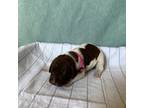 German Shorthaired Pointer Puppy for sale in Bringhurst, IN, USA