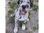 Great Dane Puppy for sale in Greenville, NC, USA