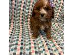 Cavapoo Puppy for sale in Whitman, MA, USA
