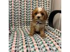 Cavapoo Puppy for sale in Whitman, MA, USA