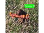 German Shorthaired Pointer Puppy for sale in Arlington, SD, USA