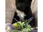 Akita Puppy for sale in South River, NJ, USA