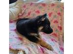 German Shepherd Dog Puppy for sale in Marlette, MI, USA