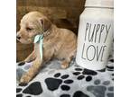 Mutt Puppy for sale in Palm Coast, FL, USA