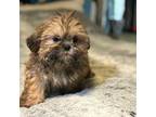 Shih Tzu Puppy for sale in Floral City, FL, USA