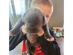 Great Dane Puppy for sale in Craigsville, WV, USA