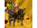 French Bulldog Puppy for sale in Kernersville, NC, USA