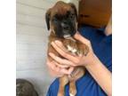 Boxer Puppy for sale in Culver, IN, USA