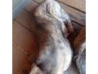 Irish Wolfhound Puppy for sale in Wolf Creek, MT, USA
