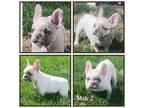 French Bulldog Puppy for sale in Malin, OR, USA