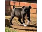 Boston Terrier Puppy for sale in Malin, OR, USA