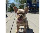 French Bulldog Puppy for sale in Millersville, PA, USA
