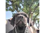 Cane Corso Puppy for sale in Fresno, CA, USA