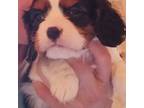 Cavalier King Charles Spaniel Puppy for sale in Highlands Ranch, CO, USA