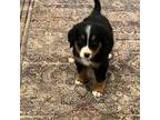 Bernese Mountain Dog Puppy for sale in Haskell, OK, USA