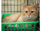 Harold (fcid# 04/16/2024 - 11 Trainer), Domestic Shorthair For Adoption In