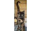 Begonia (fcid# 04/15/2024 - 32 Trainer), Domestic Shorthair For Adoption In