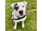 Thor, American Pit Bull Terrier For Adoption In Pittsfield, Massachusetts