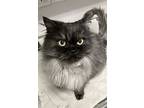Blue, Persian For Adoption In Greater Napanee, Ontario