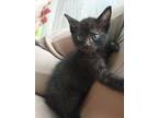Smith, Domestic Shorthair For Adoption In Raleigh, North Carolina