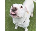 Zugar, American Pit Bull Terrier For Adoption In Tampa, Florida