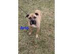 Arlo, Staffordshire Bull Terrier For Adoption In Kendallville, Indiana