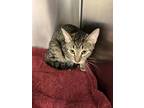 Slink, Domestic Shorthair For Adoption In Olympia, Washington