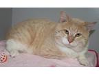 Peter, Domestic Shorthair For Adoption In Taylorsville, North Carolina