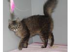 Snickers, Domestic Mediumhair For Adoption In Taylorsville, North Carolina