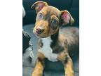 Rex, American Staffordshire Terrier For Adoption In Phenix City, Alabama
