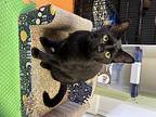 Larry, Domestic Shorthair For Adoption In Northwood, New Hampshire