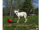 Buck, American Pit Bull Terrier For Adoption In Ann Arbor, Michigan