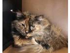 Shelly, Domestic Mediumhair For Adoption In Hamilton, New Jersey