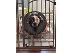 Adonis, Staffordshire Bull Terrier For Adoption In Jacksonville, Florida