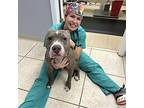 Sintel, American Staffordshire Terrier For Adoption In Georgetown, Kentucky