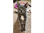 Infinity(with Bobby), Domestic Shorthair For Adoption In Hillsboro, Oregon