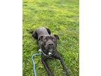 Tennessee, American Pit Bull Terrier For Adoption In Chico, California