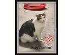 Baby Charlotte, Domestic Shorthair For Adoption In Snow Camp, North Carolina